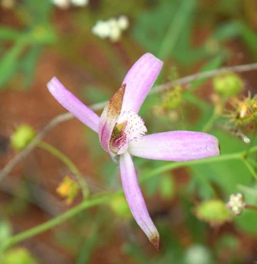 Caladenia - Spider Orchid-Camel-Soak-3-Orchid-Ridge-Sep-2018p0007.JPG